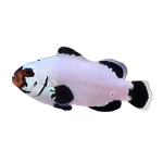 Frostbite Clownfish (Amphiprion ocellaris)