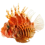 Fuzzy_Dwarf_Lionfish