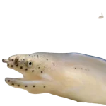 Ghost Eel