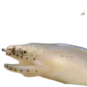 Ghost Eel