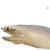 Ghost Eel