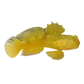 Yellow Watchman Goby (Cryptocentrus cinctus)