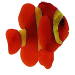 Gold Stripe Maroon Clownfish (Premnas biaculeatus)