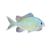 Blue-Green Chromis (Chromis viridis)