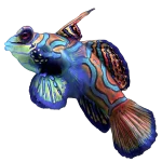 Green-Red Mandarin (Synchiropus splendidus)