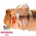 Hawaiian Triplefin Blenny Fish