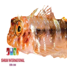 Hawaiian Triplefin Blenny Fish