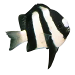 Humbug Damselfish (Dascyllus Aruanus)