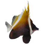 Humphead-Banner-Fish