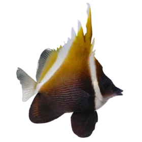 Humphead-Banner-Fish