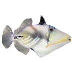 Humu Picasso Triggerfish (Rhinecanthus aculeatus)