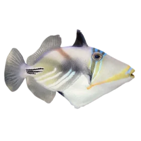 Humu Picasso Triggerfish (Rhinecanthus aculeatus)
