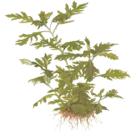 Hygrophila Difformis