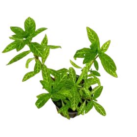 Hygrophila Polysperma Rosanervig