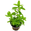 Hygrophila polysperma “green”