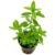 Hygrophila polysperma “green”