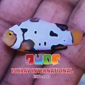 Picasso Clown Fish