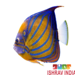 Blue Ring Angel Adult