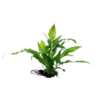 Microsorum pteropus ' Java Fern'