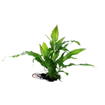 Microsorum pteropus ' Java Fern'