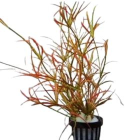 Juncus Repens Red