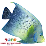 Koran Angel Adult Fish