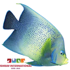 Koran Angel Adult Fish