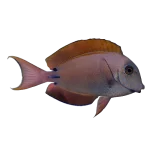Lavender_Tang__Acanthurus_nigrofuscus