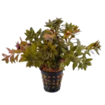 Limnophila Aromatica Mini