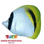 Lined Butterfly Fish
