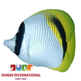 Lined Butterfly Fish
