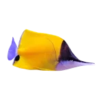 Long Nose Butterflyfish (Forcipiger flavissimus)