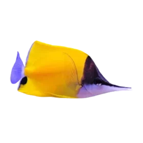Long Nose Butterflyfish (Forcipiger flavissimus)
