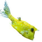 Longhorn Cowfish
