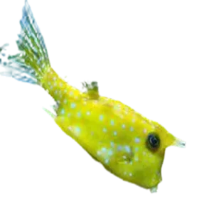 Longhorn Cowfish