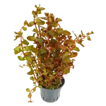 Ludwigia senegalensis