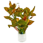 Ludwigia Atlantis Dark Orange