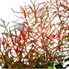 Ludwigia Arcuata - Dark Red