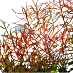 Ludwigia Arcuata - Dark Red