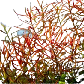 Ludwigia Arcuata - Dark Red