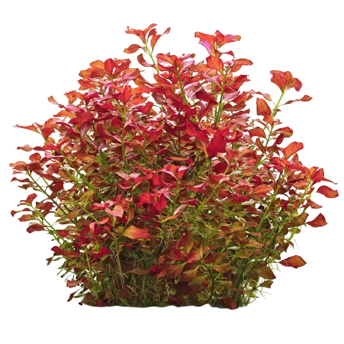 Ludwigia_repens