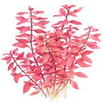 Ludwigia sp. "mini super red"