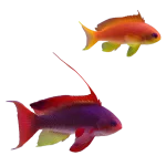 Lyretail Anthias Fish