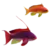 Lyretail Anthias Fish