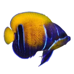 Majestic Angelfish (Pomacanthus navarchus)
