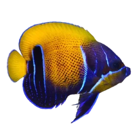 Majestic Angelfish (Pomacanthus navarchus)