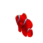 Maroon Clownfish