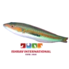 Mediterranean Rainbow Wrasse Fish