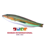 Mediterranean Rainbow Wrasse Fish