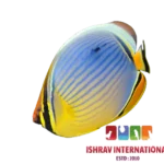 Melon Butterfly Fish